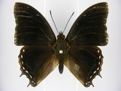 Charaxes cedreatis