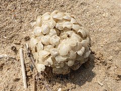 Buccinum undatum