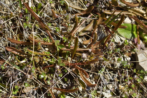 Image of Microseris scapigera by (c) Christopher Stephens, some rights reserved (CC BY-SA)