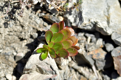 Epilobium crassum (Epilobium crassum)