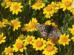 Euphydryas editha bayensis