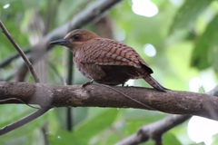 Micropternus brachyurus