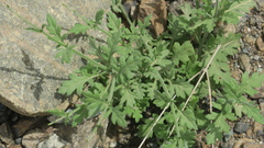 Lavandula subnuda