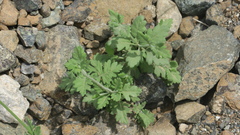 Lavandula subnuda