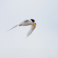 Fairy Tern photo 2