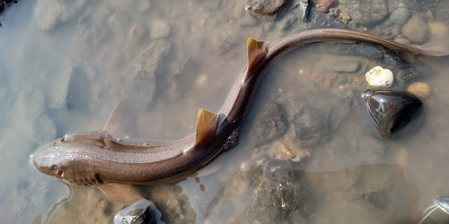 Grijze bamboehaai (Chiloscyllium griseum) — Hemiscylliidae — 2