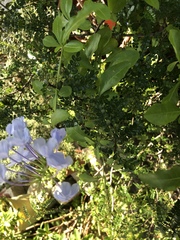 Plumbago auriculata