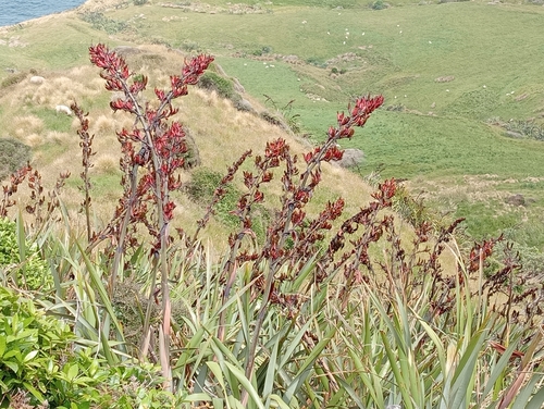 Foto de Lírio-do-brejo