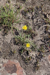 Gazania linearis linearis