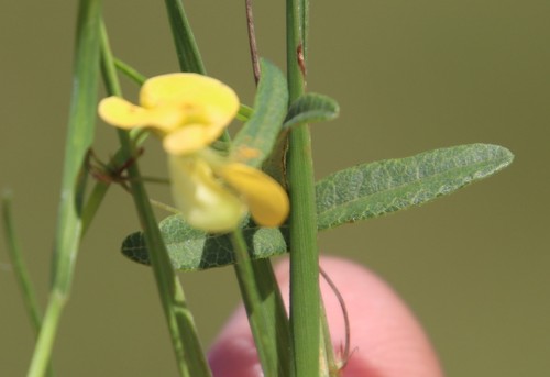 Image of Rhynchosia totta by (c) Tony Rebelo, some rights reserved (CC BY-SA)