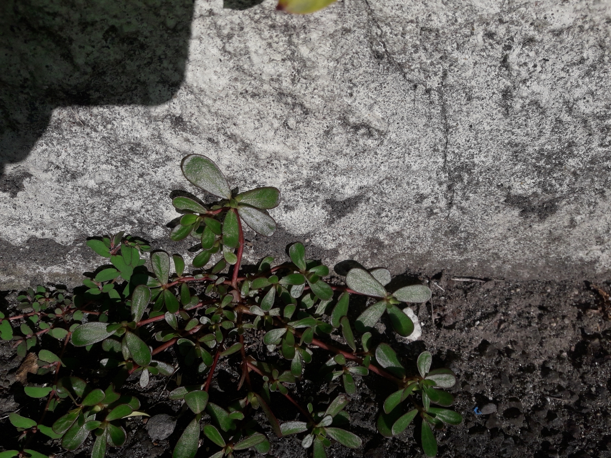 Imagem de Portulaca