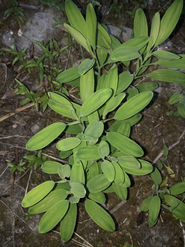 Foto de Astromelia