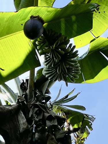Foto de Banana