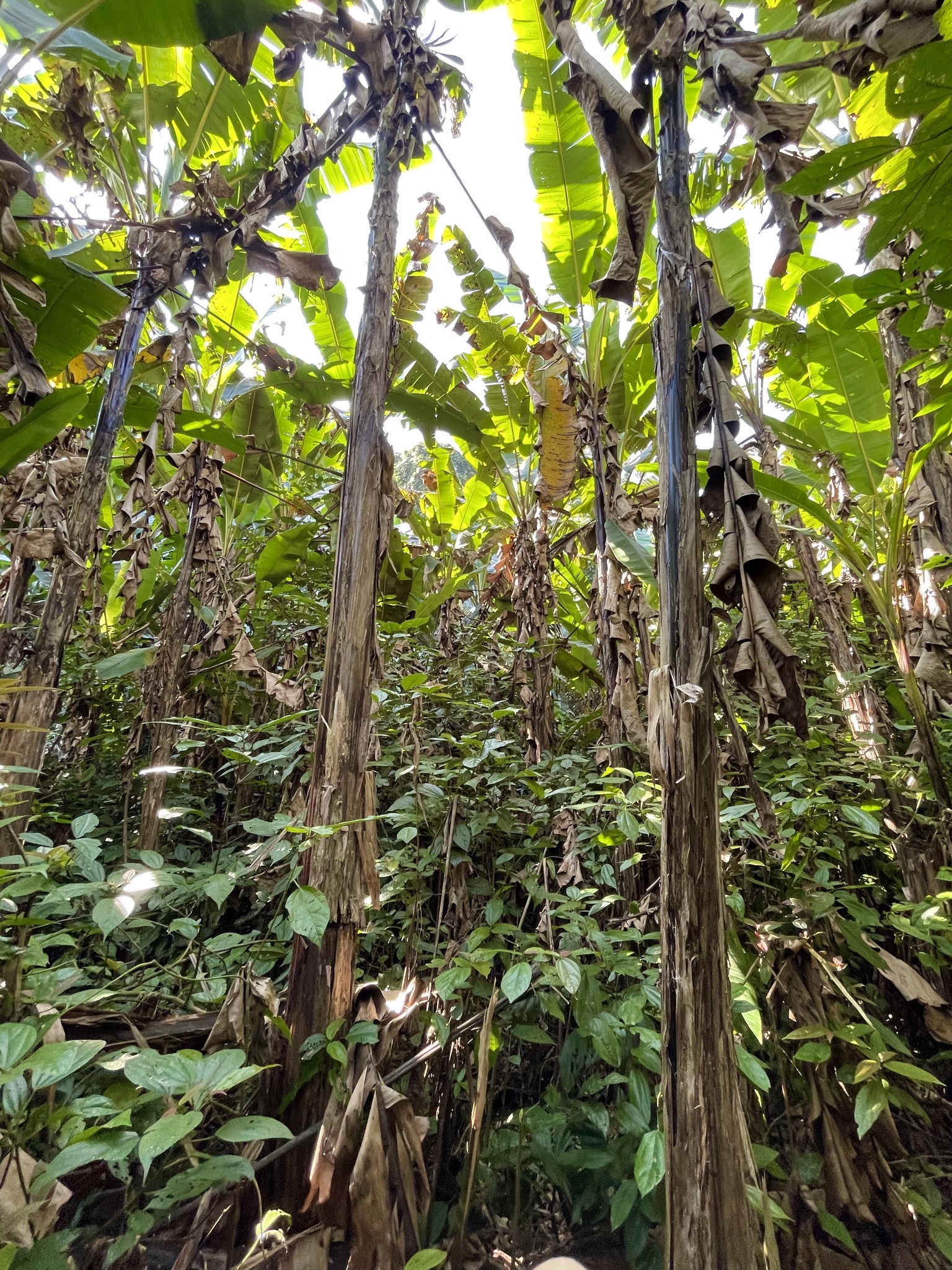 Imagem de Banana