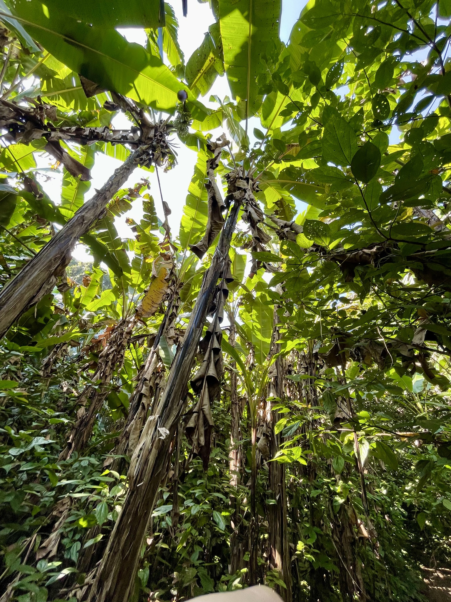 Imagem de Banana