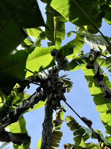 Foto de Banana