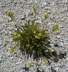 Ivesia lycopodioides
