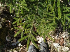 Picea orientalis