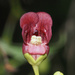 Scrophularia californica - Photo (c) nathantay, μερικά δικαιώματα διατηρούνται (CC BY-NC)