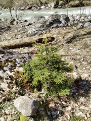 Picea orientalis