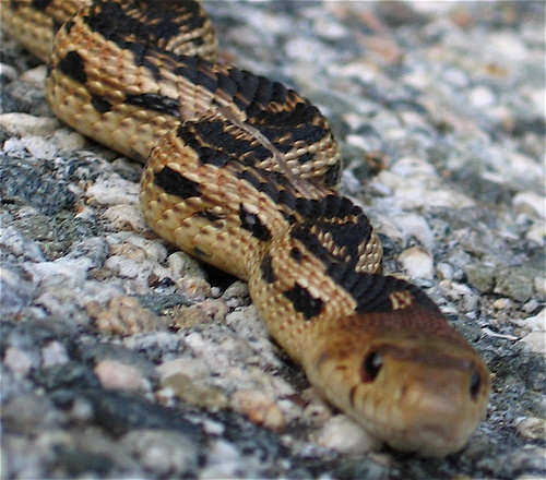 iNaturalist observation photo of Great Basin Gopher Snake