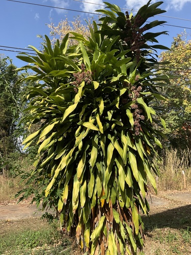 Foto de Pau-d'água