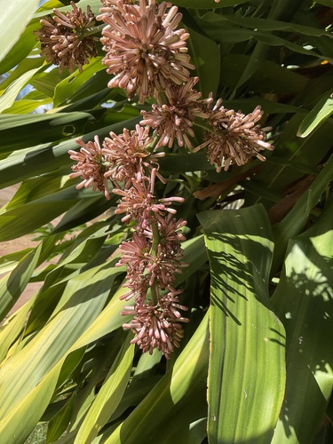 Foto de Pau-d'água
