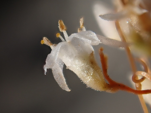 Cuscuta californica var. papillosa