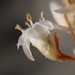 Cuscuta californica papillosa - Photo (c) nathantay, μερικά δικαιώματα διατηρούνται (CC BY-NC)