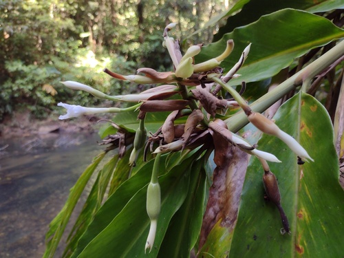 Pleated ginger (Alpinia arctiflora)