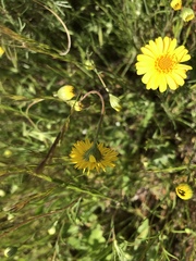 Pentachaeta aurea aurea