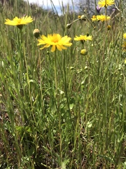 Pentachaeta aurea aurea