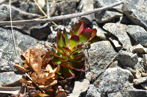 Epilobium crassum (Epilobium crassum)