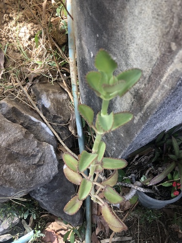 Foto de Mãe de mil