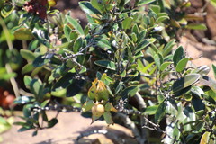 Diospyros scabrida