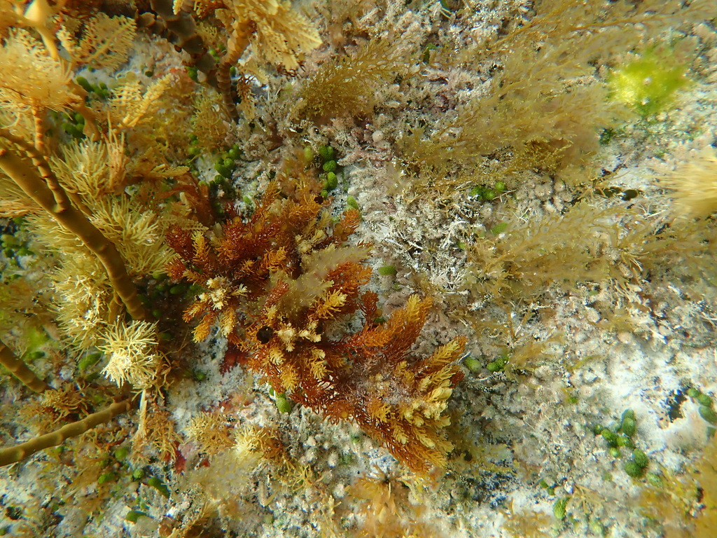 Acrocarpia robusta