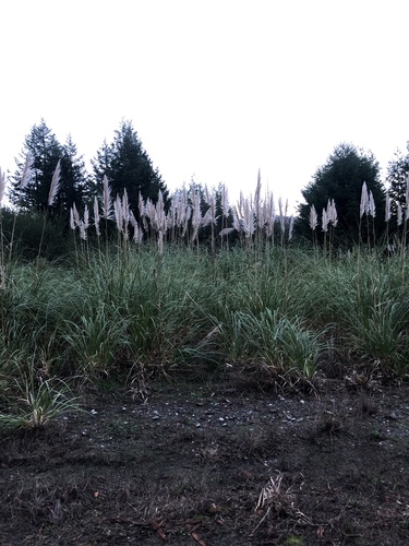 Foto de Capim-dos-pampas
