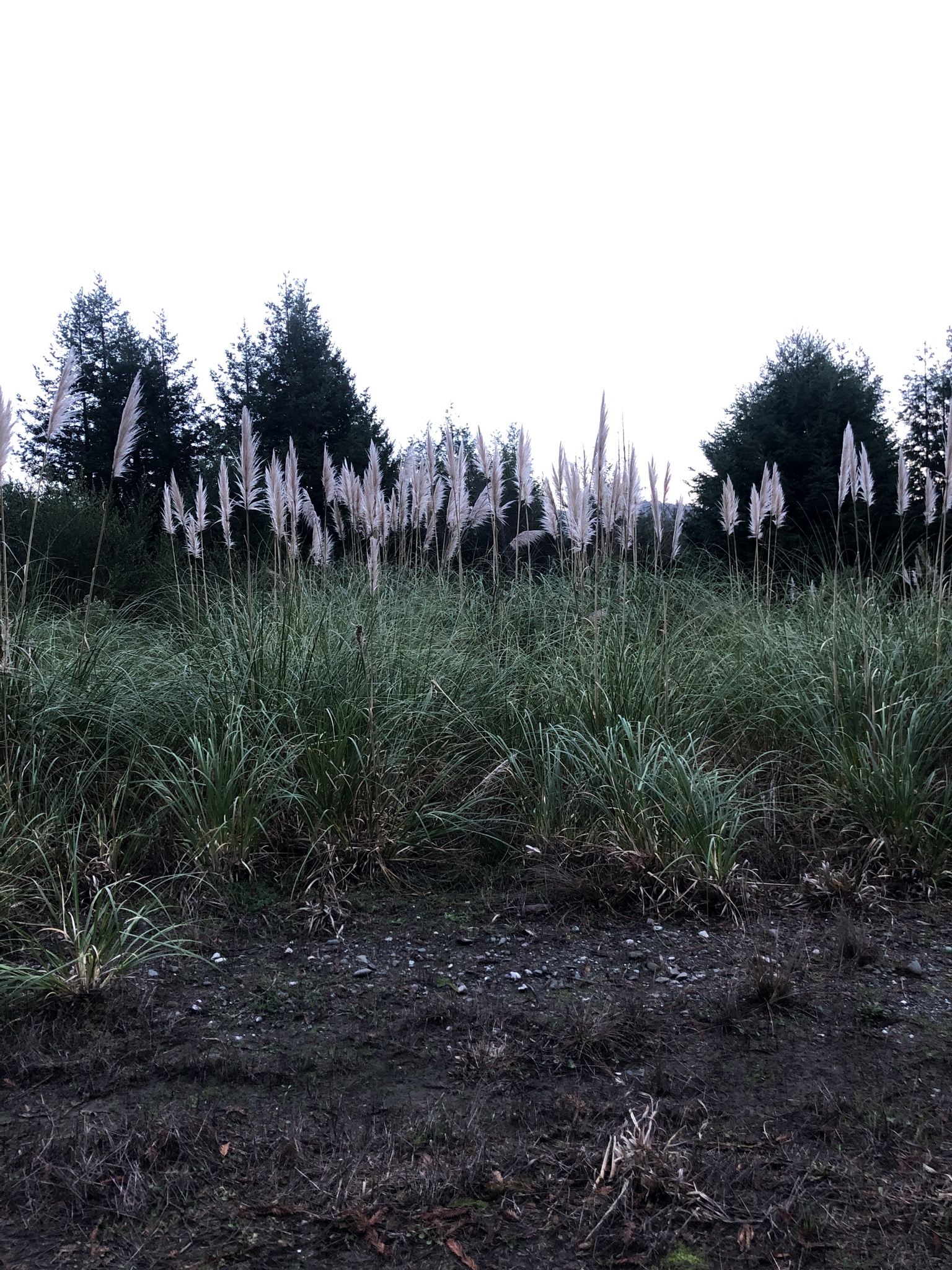 Imagem de Capim-dos-pampas