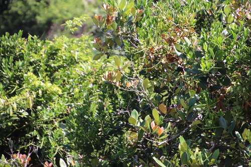 Image of Eugenia erythrophylla by (c) Tony Rebelo, some rights reserved (CC BY-SA)