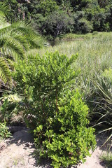 Cassinopsis tinifolia