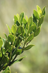 Cassinopsis tinifolia