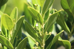 Cassinopsis tinifolia