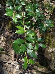 Ilex colchica