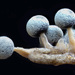 垂頭絨泡黏菌 - Photo 由 Alan Rockefeller 所上傳的 (c) Alan Rockefeller，保留部份權利CC BY