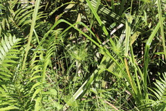 Cyperus prolifer