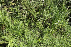 Cyperus prolifer