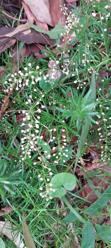Foto de Alfinete