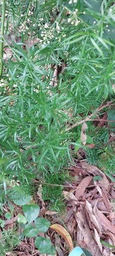 Foto de Alfinete