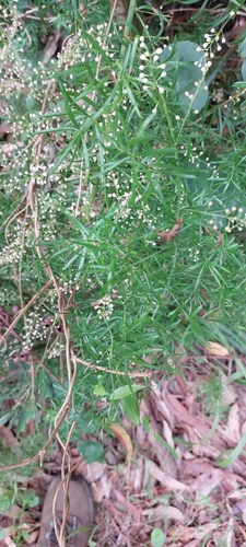 Foto de Alfinete