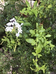 Plumbago auriculata